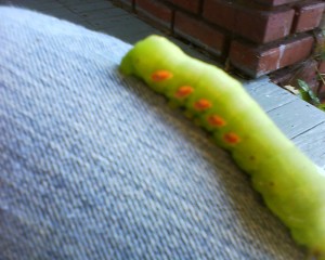 My new friend