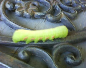 He's a huge frickin' caterpillar